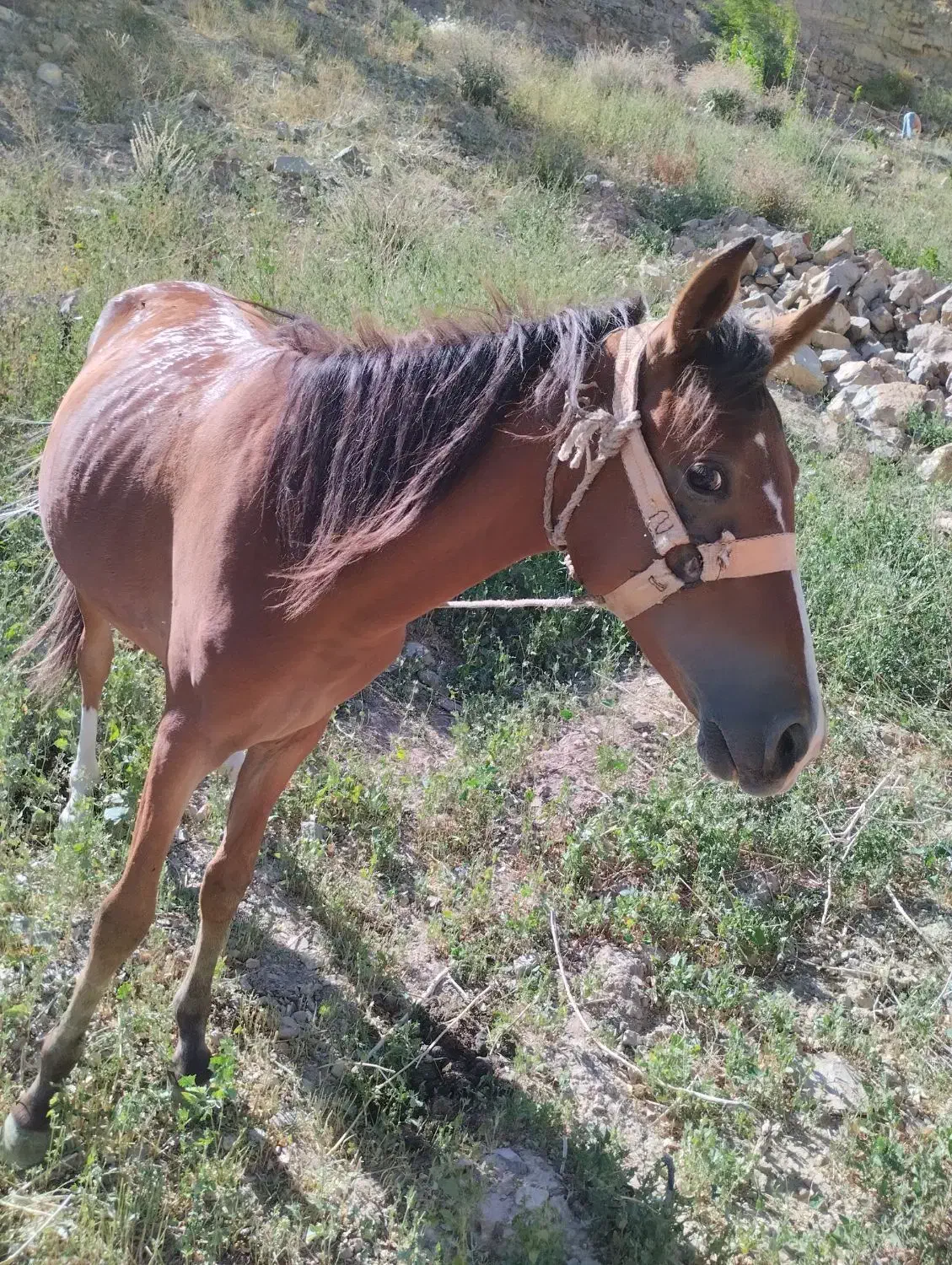 اسب|اسب و تجهیزات اسبسواری|نیشابور, بار|دیوار