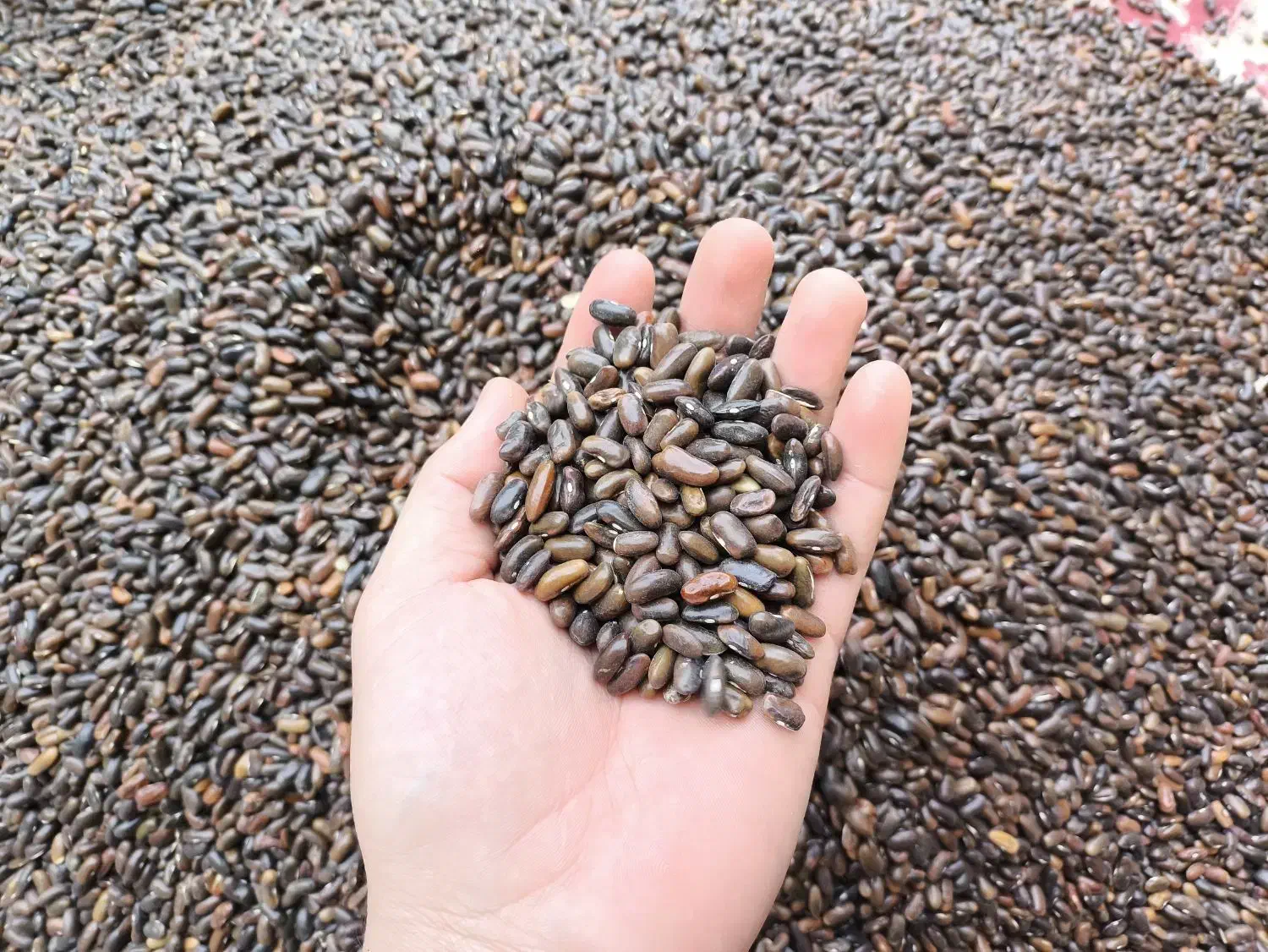 بذر لوبیا سبز سان ری کشتزار|عمدهفروشی|شیراز, کودیان|دیوار