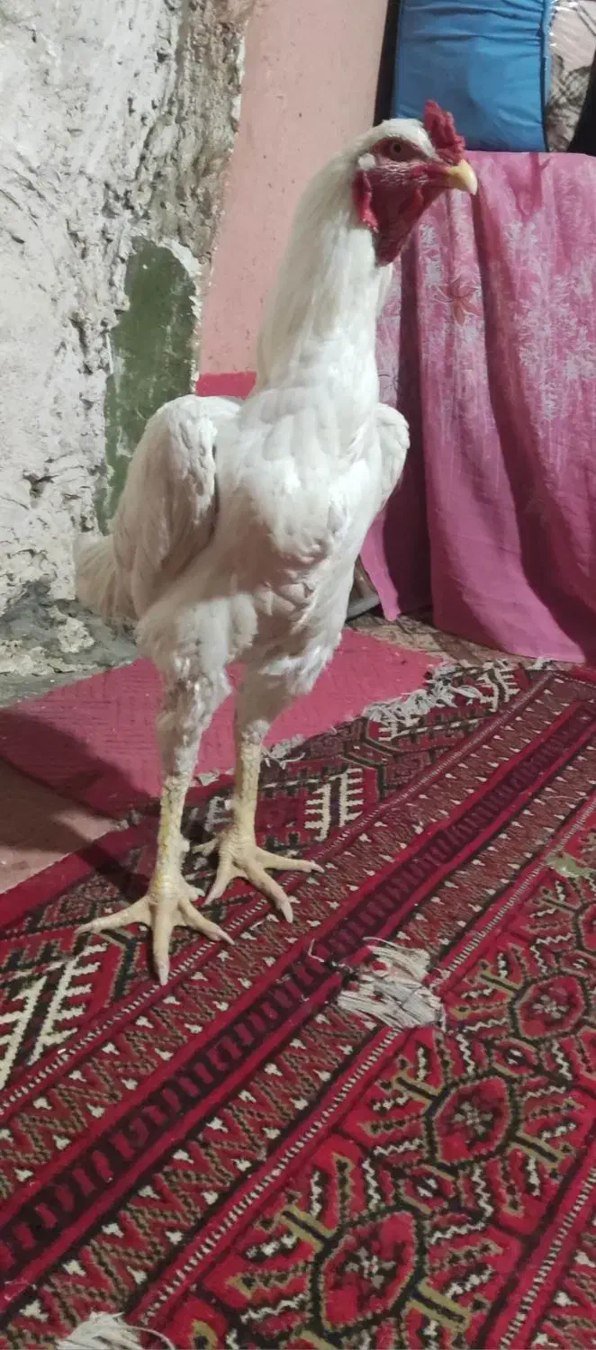 خروس لاری|حیوانات مزرعه|خان ببین, |دیوار