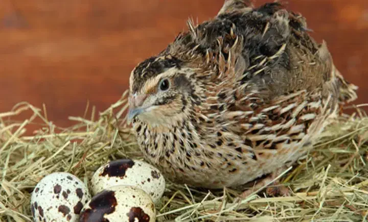 تخم بلدر چین خراکی و نتفه دار بلدرچین سالم|حیوانات مزرعه|دزفول, |دیوار