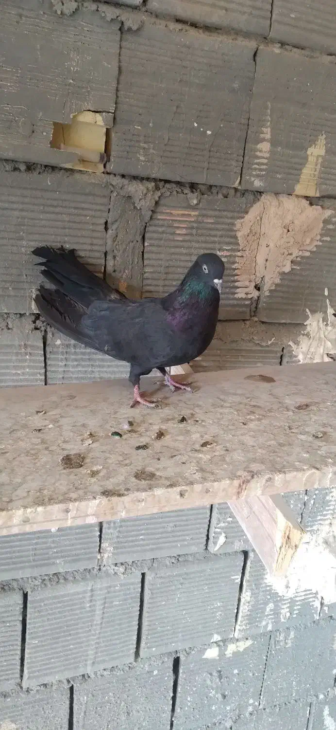 کفتر اصفهانی درجه یک|پرنده|شاهینشهر, گزبرخوار|دیوار