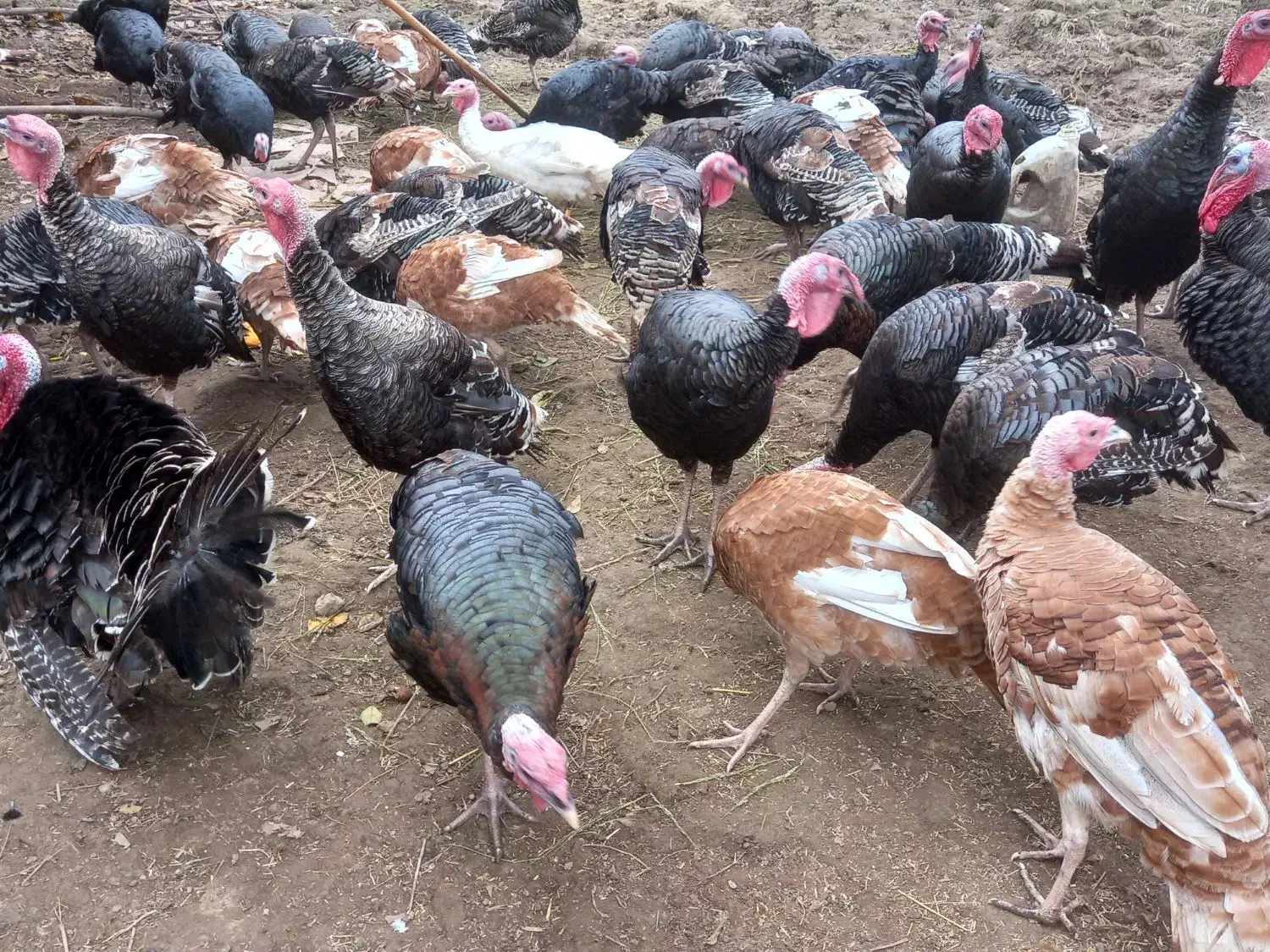 بوقلمون‌‌‌محلی‌|حیوانات مزرعه|لنگرود, |دیوار