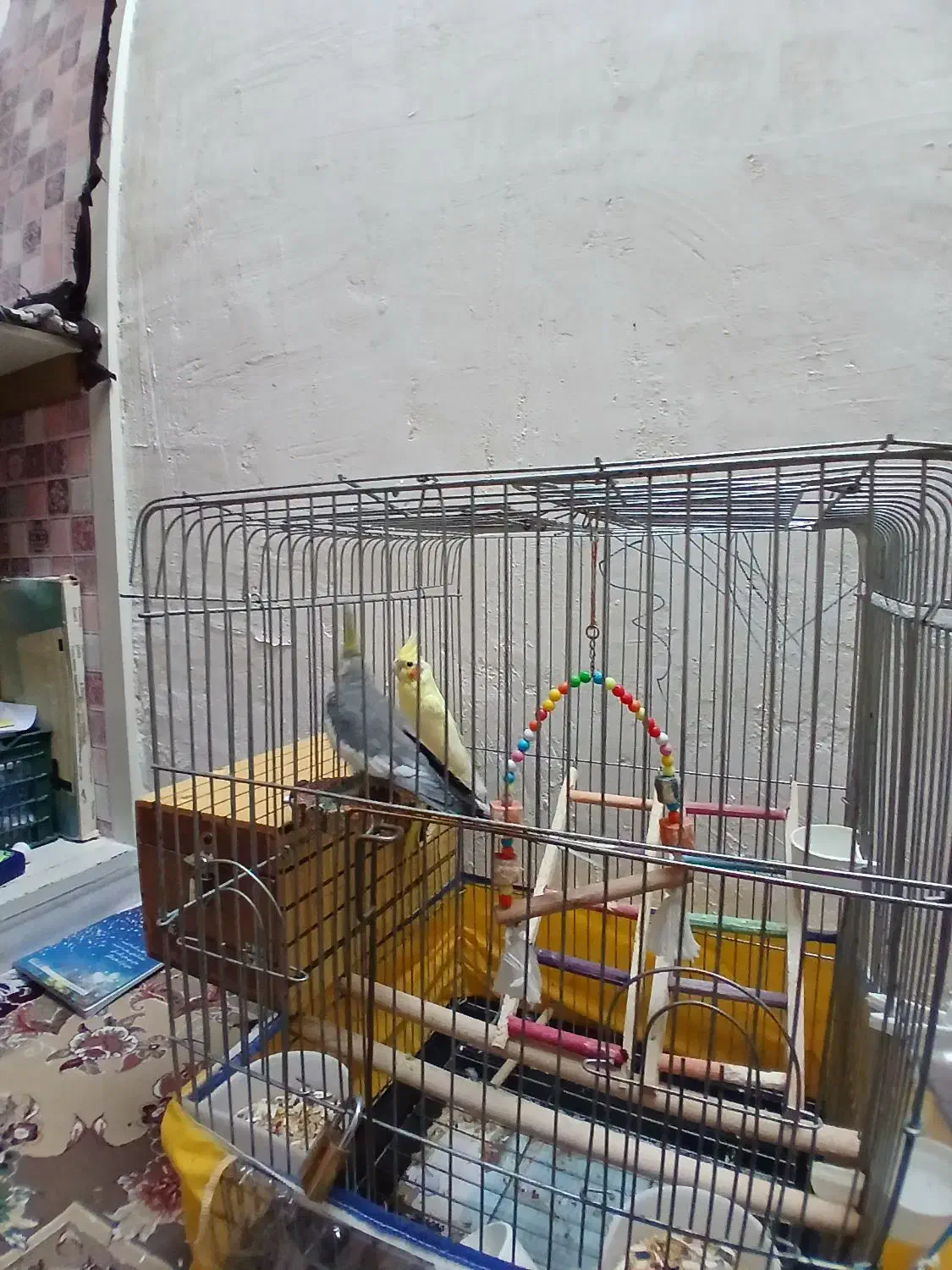 یک جفت عروس هلندی سالم و سر حال|پرنده|مرودشت, ژیان|دیوار