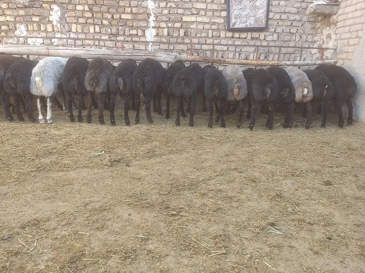 بر نر چاق و پای پروار|حیوانات مزرعه|تاکستان, |دیوار