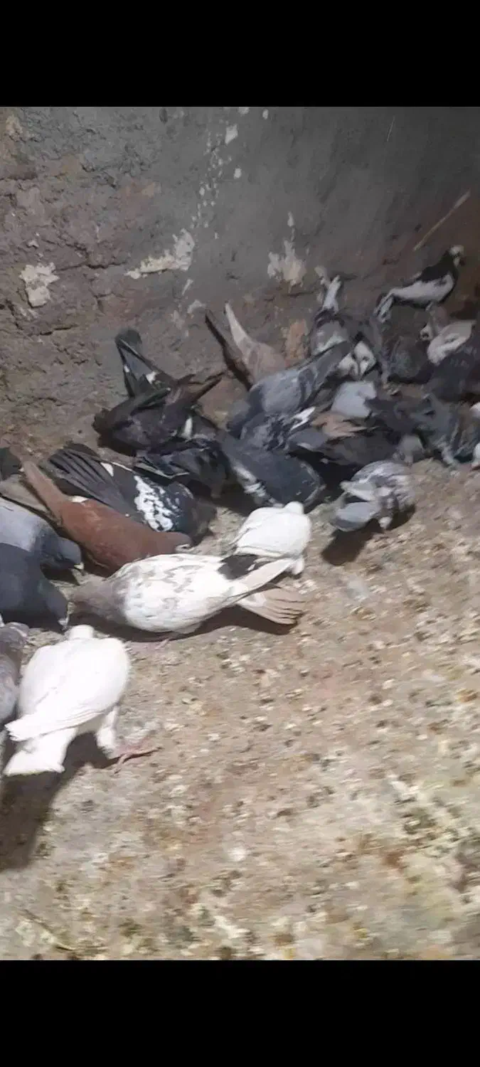 45تا کفتر|پرنده|بیرجند, |دیوار