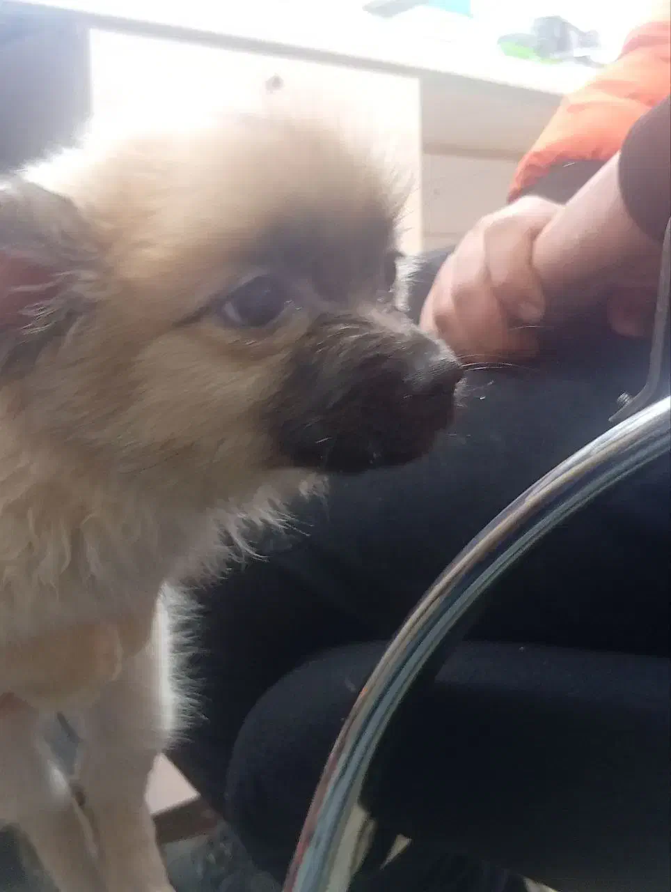 سگ پامر|سگ|ری, سرتخت|دیوار