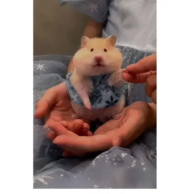 همستر پشمالو|موش و خرگوش|مشهد, امام خمینی|دیوار