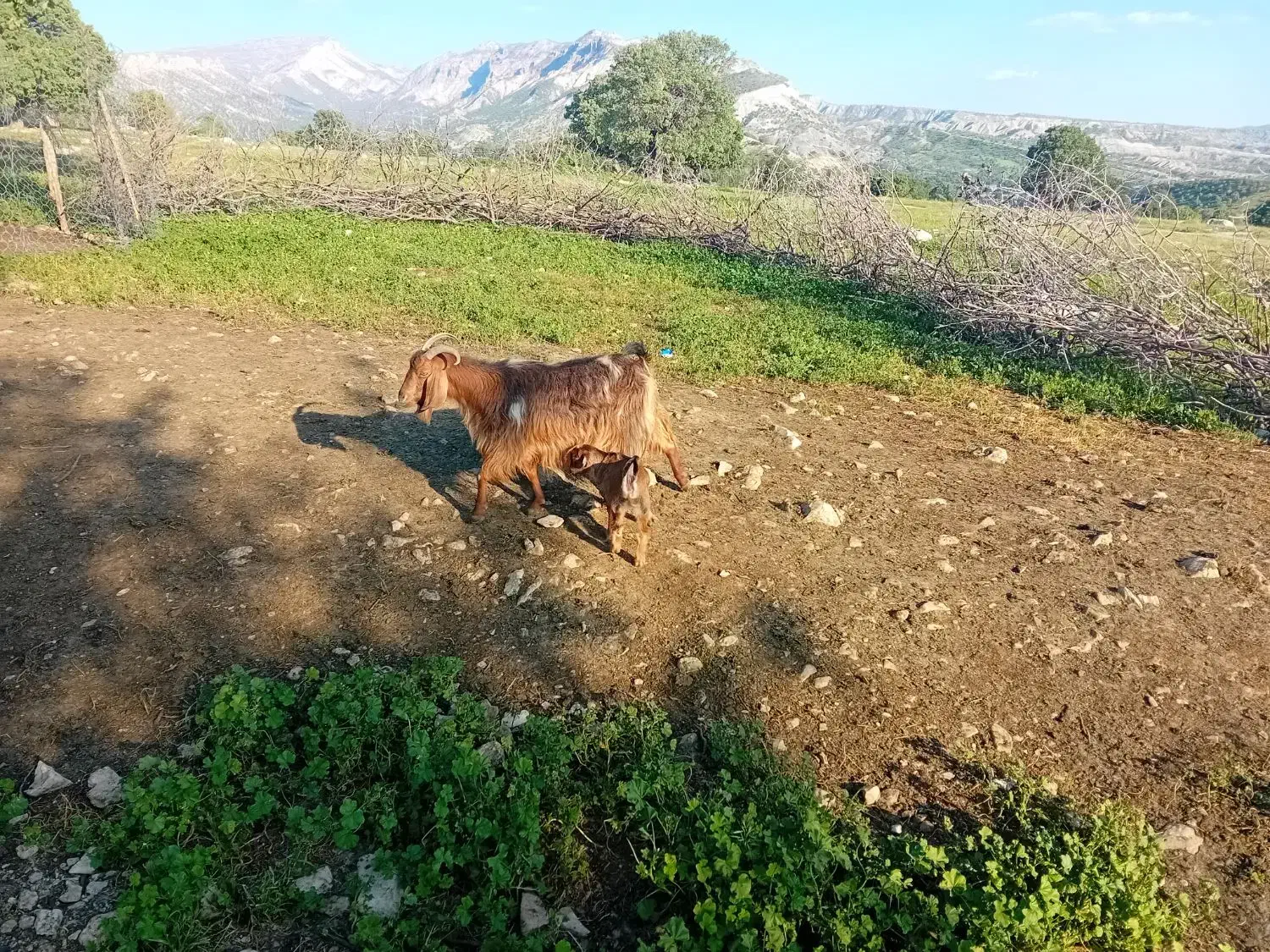 بز چپر و شیرا|حیوانات مزرعه|چوار, |دیوار