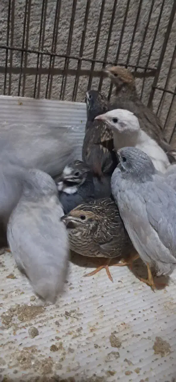 جوجه ایام سمانی بلدرچین مینیاتوری تخم نطفه دار|حیوانات مزرعه|یزد, |دیوار