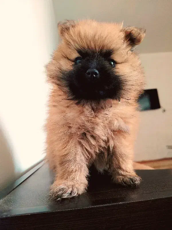 واگذاری پامرانین|سگ|فولادشهر, B4|دیوار