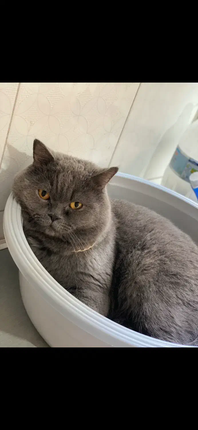 واگذاری گربه|گربه|نیشابور, دارایی|دیوار