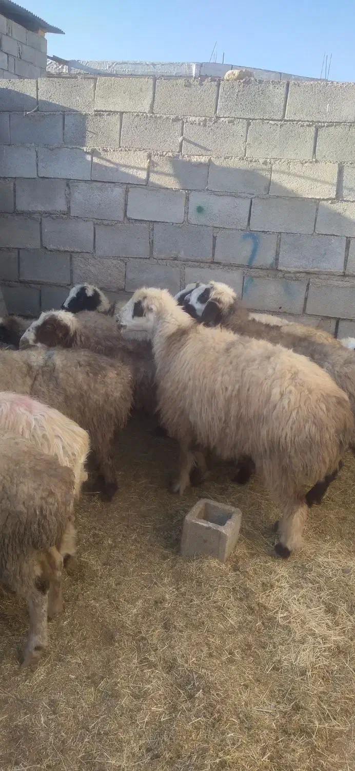 ۱۸راس میش ترکی ودورگ جفتی ۲۸۵۰۰۰۰۰|حیوانات مزرعه|بهمن صغاد, |دیوار