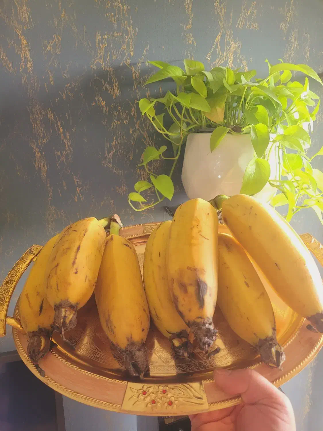 نهال موز درشت|گل و گیاه طبیعی|قائم‌شهر, |دیوار