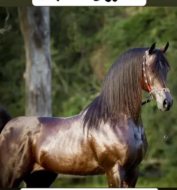 نریان های سواری دار|اسب و تجهیزات اسبسواری|ویلکیج, |دیوار