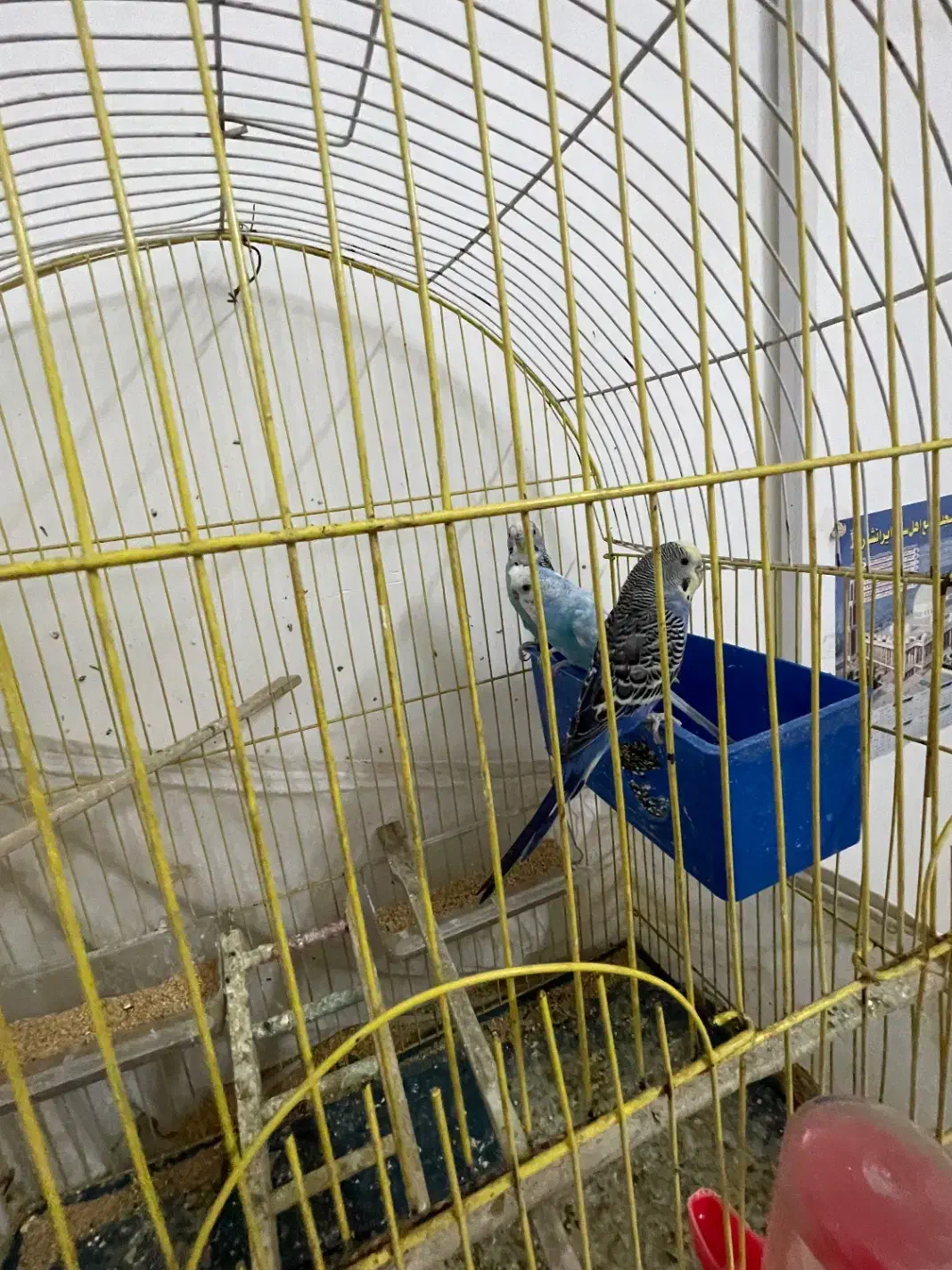 ۳عدد مرغ عشق فروشی|پرنده|ایرانشهر, |دیوار