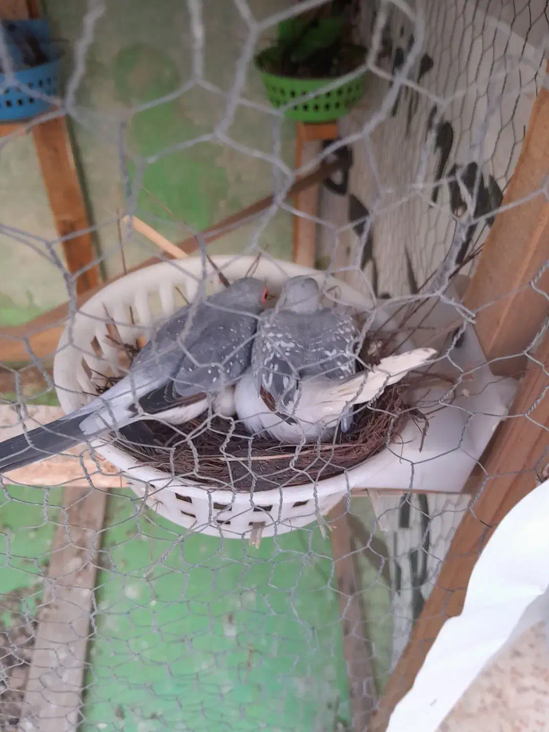 کبوتر تزیینی نروماده|پرنده|بهبهان, |دیوار