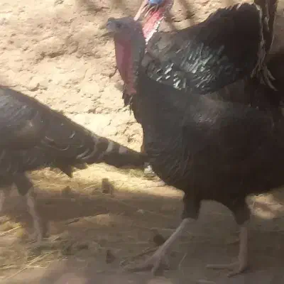 یک جفت بقلمون جوان|حیوانات مزرعه|بم, |دیوار