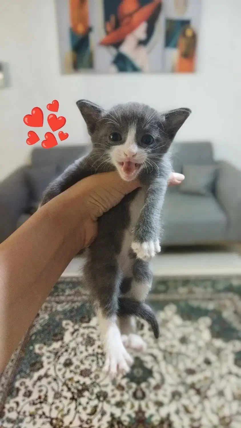 بچه گربه برتیش|گربه|ارومیه, |دیوار