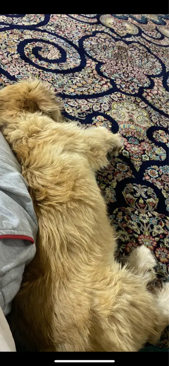 سگ شیتزو|سگ|کهنوج, |دیوار