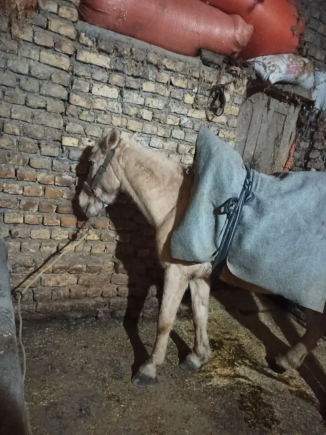 اسب ماده جوان|اسب و تجهیزات اسب‌سواری|دوزین, |دیوار