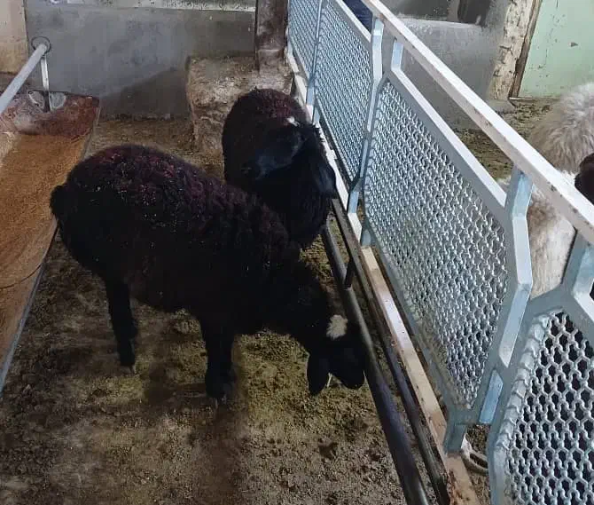 گوسفنده زنده+قصاب رایگان|حیوانات مزرعه|قم, شهرک طالقانی|دیوار