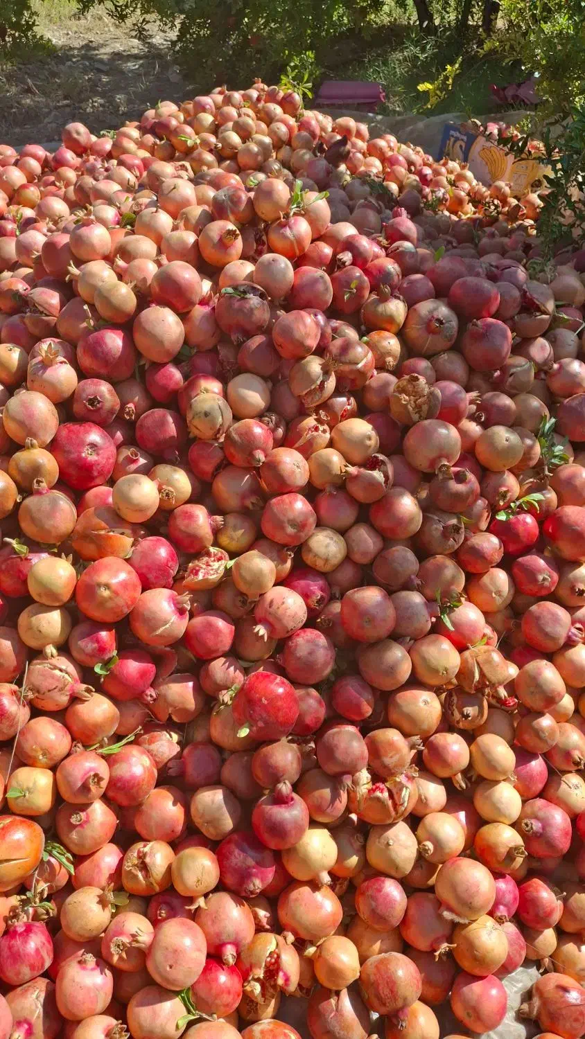 جویایه کار|خدمات باغبانی و درختکاری|فیروزآباد (فارس), |دیوار