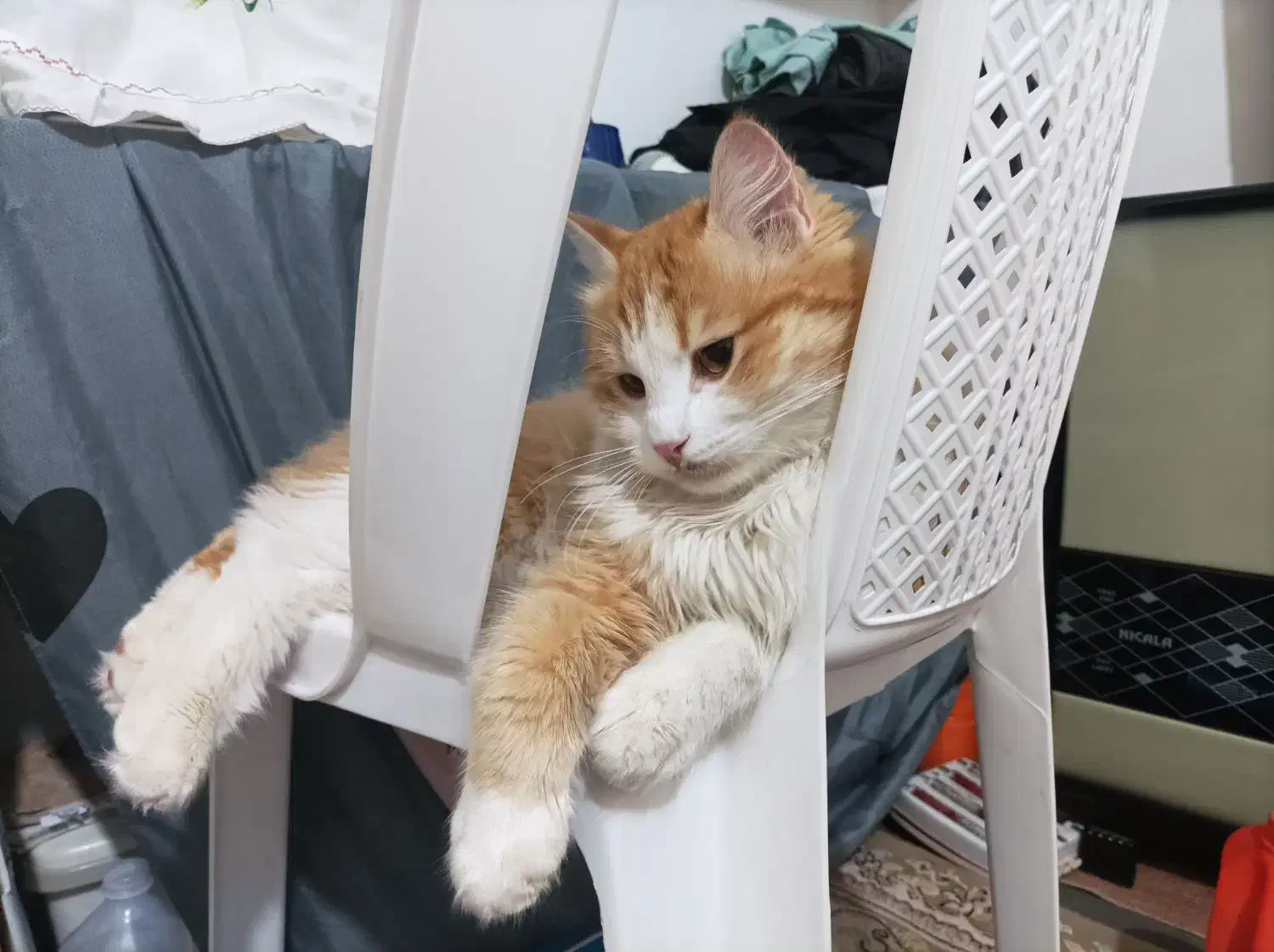 گربه پرشین|گربه|گرگان, |دیوار