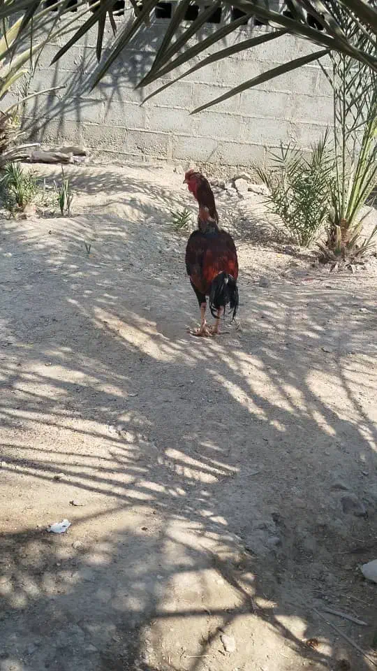 خروس فروشی|حیوانات مزرعه|میناب, |دیوار