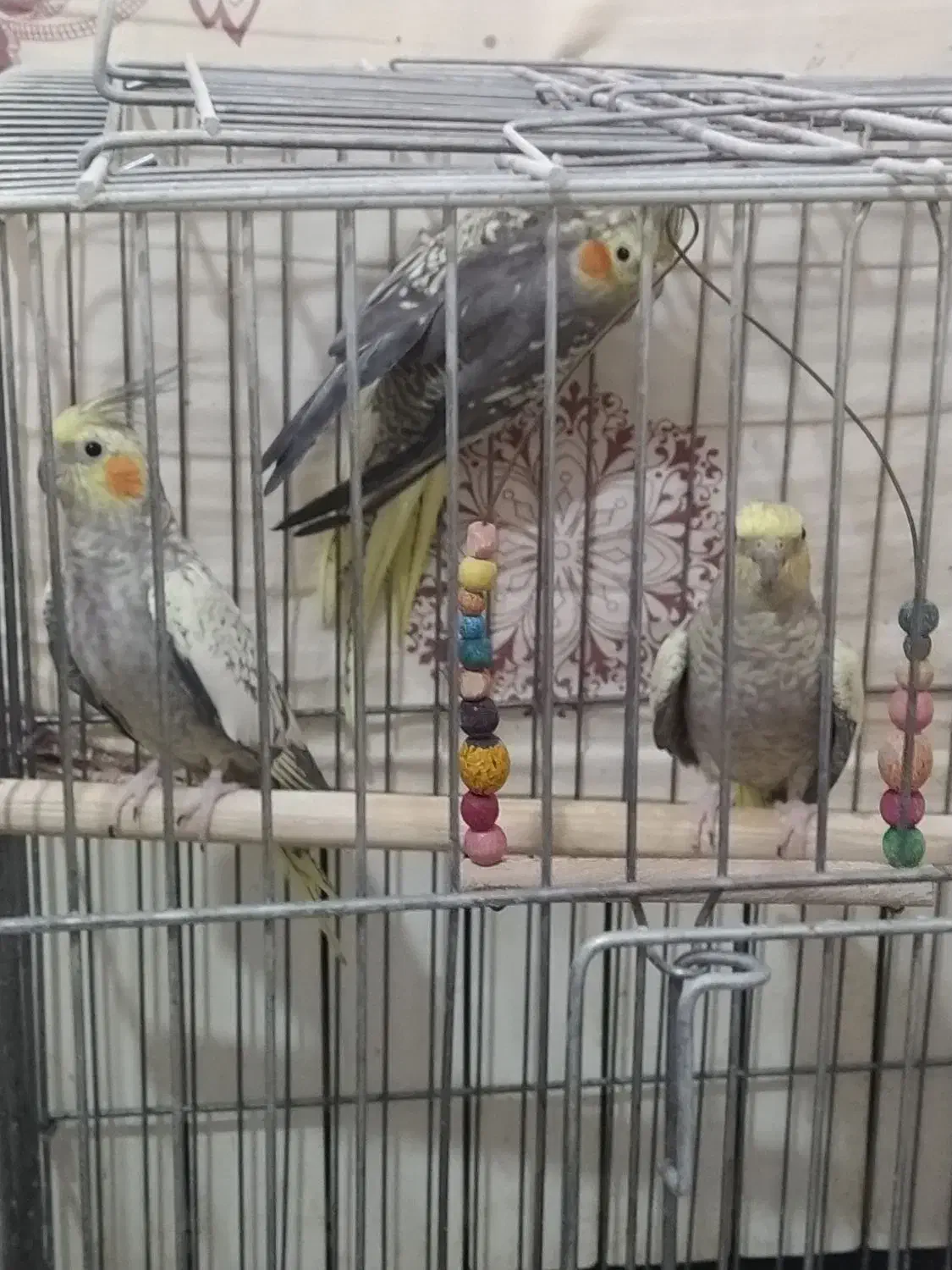 عروس هلندی سخنگو|پرنده|پاکدشت, شهرک امام رضا|دیوار