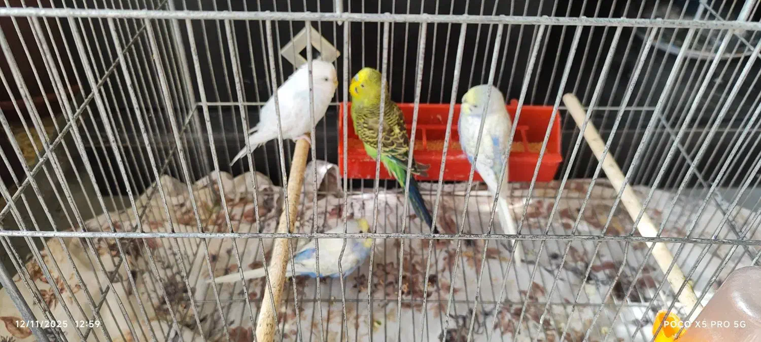 مرغ عشق|پرنده|نجف‌آباد, گلبهار|دیوار