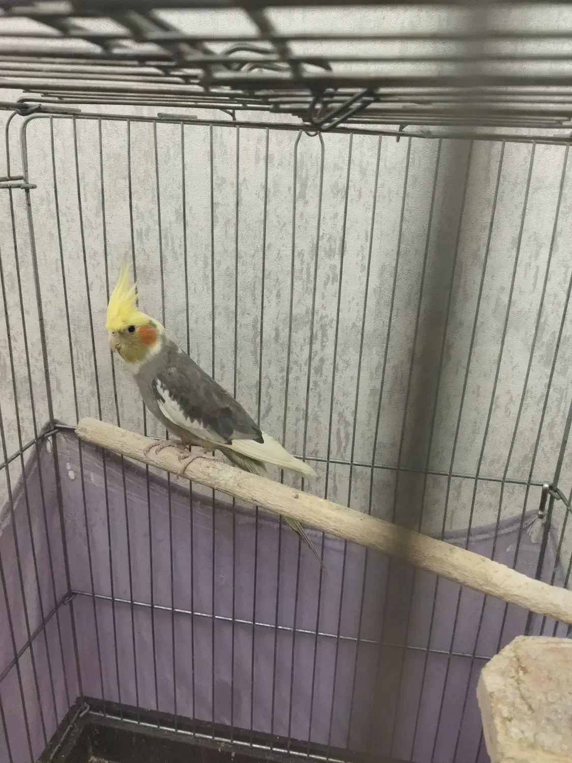 عروس هلندی ماده|پرنده|پاکدشت, خاتون آباد|دیوار