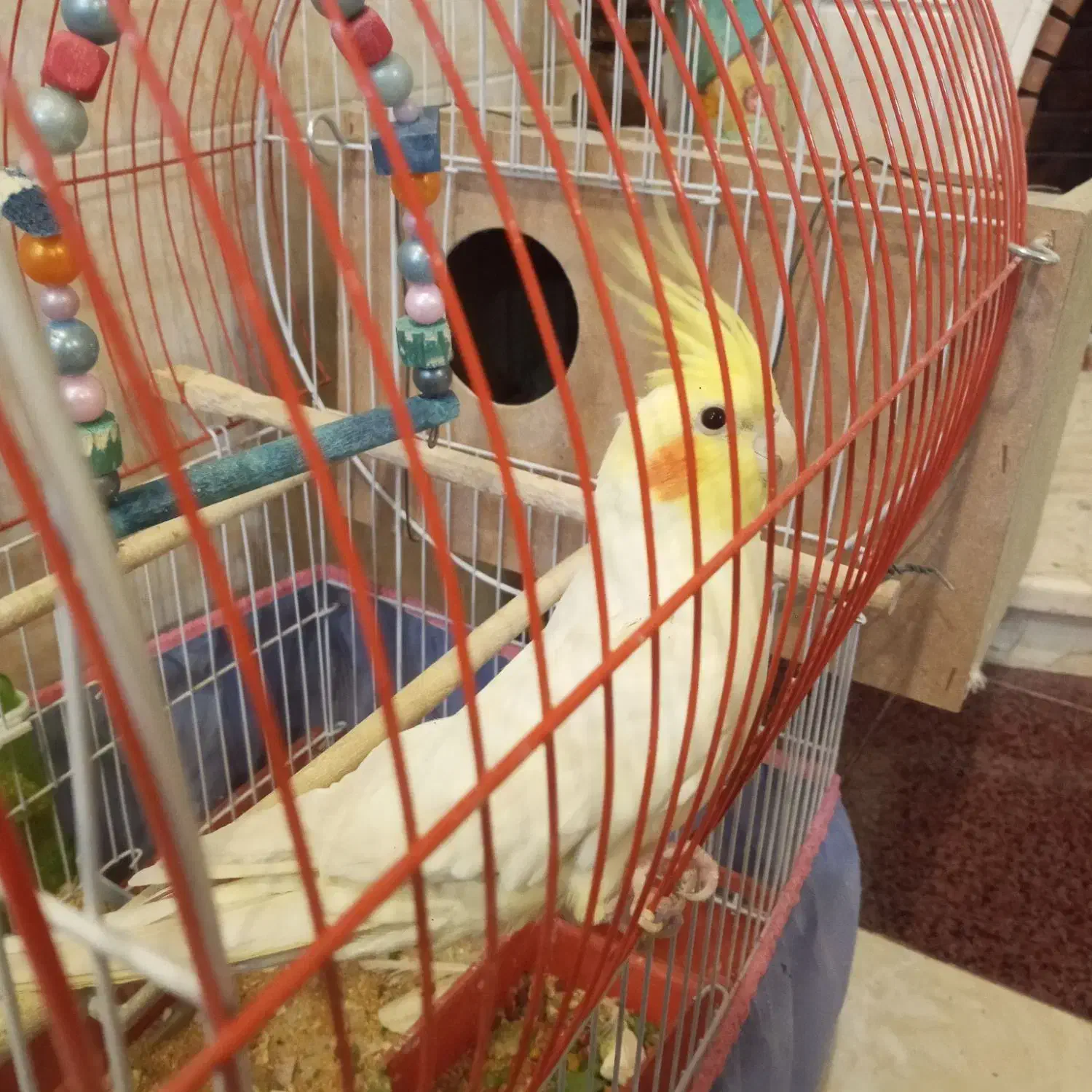 پرنده جفت عروس هلندی مولد کار داده رو تخم|پرنده|یزد, |دیوار