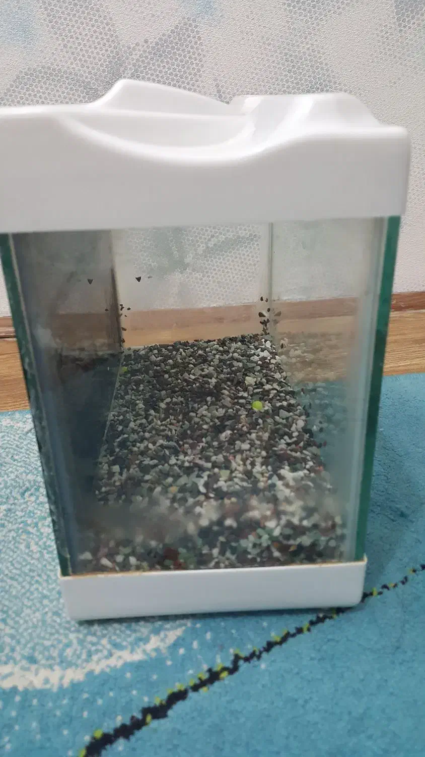 اکواریوم|ماهی|خرم‌آباد, |دیوار