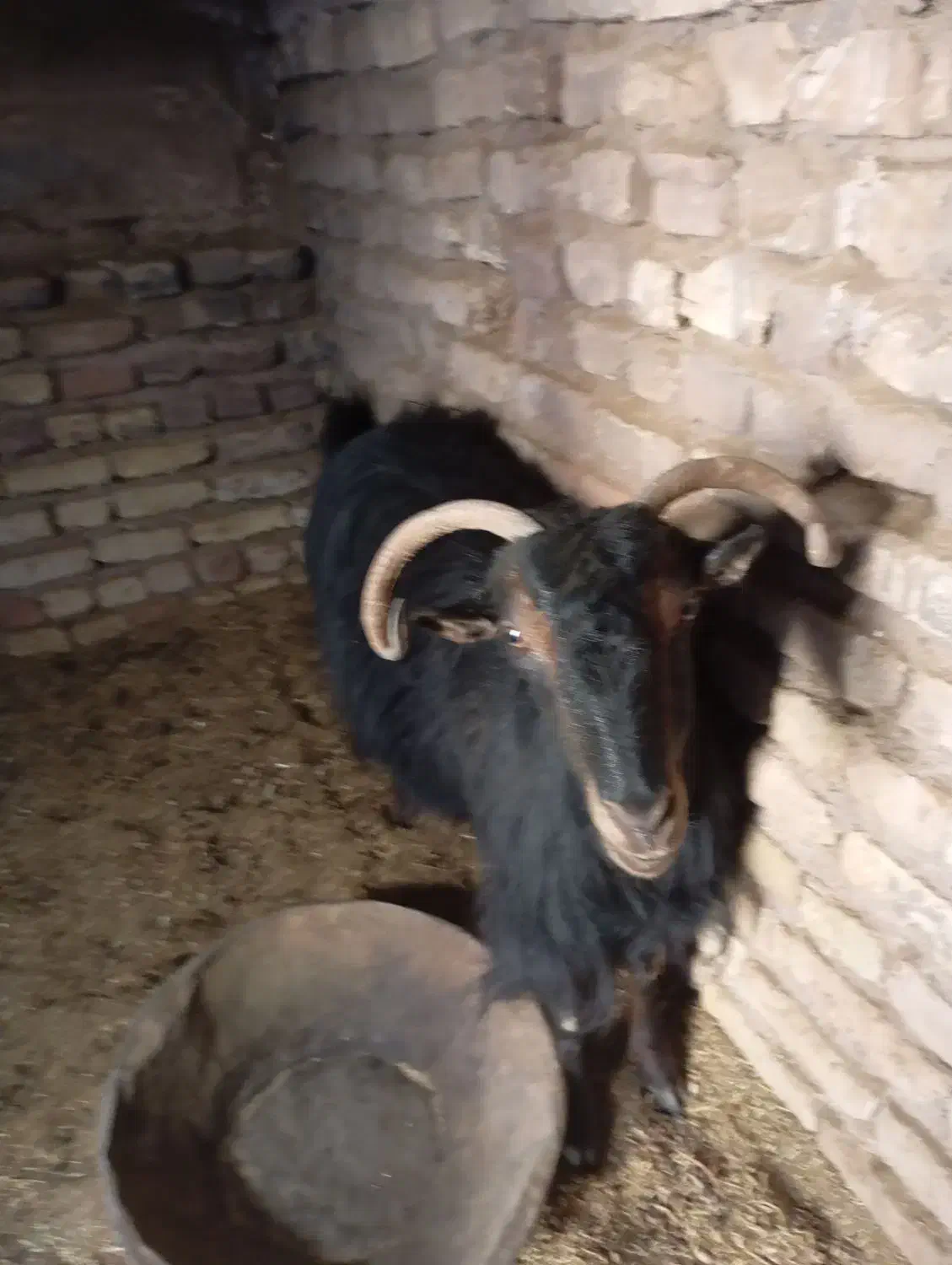 بز و کره|حیوانات مزرعه|رفسنجان, |دیوار