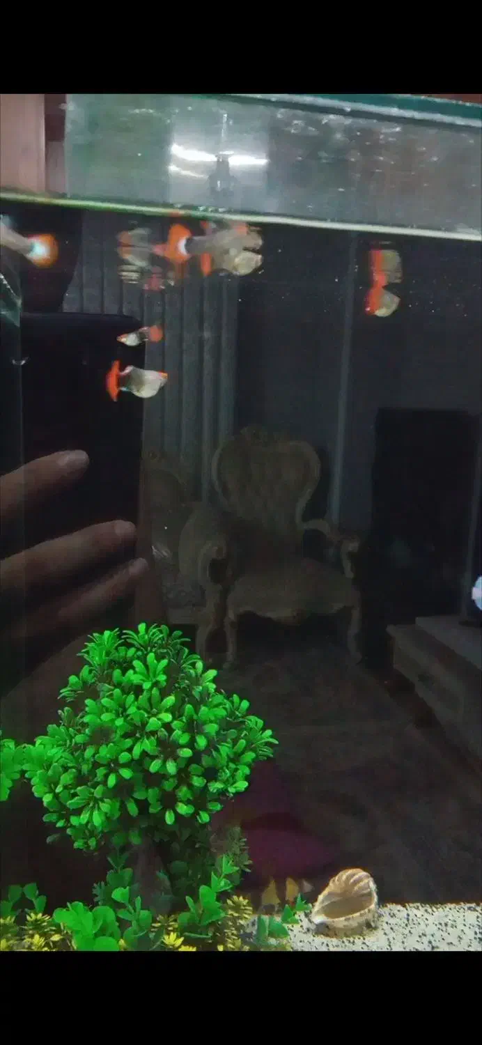 آکواریوم  با ماهی گوپی بالن گرید a لوچ دلقک|ماهی|اسلام‌شهر, شهرک انبیا|دیوار