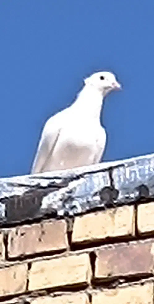 نر کاکلی|پرنده|شهر بابک, |دیوار