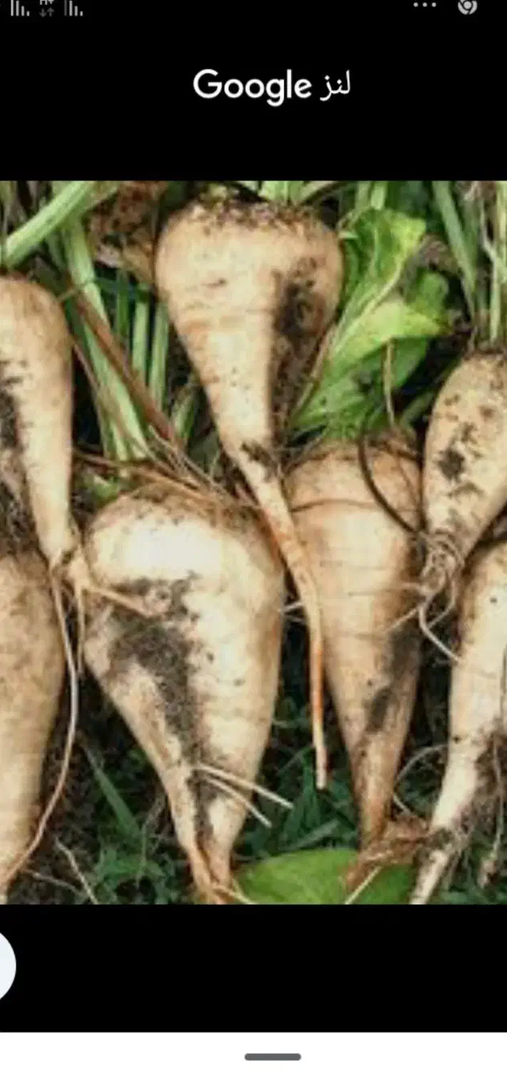 فروش چغندر به صورت عمده و خورده|عمدهفروشی|میاندوآب, |دیوار