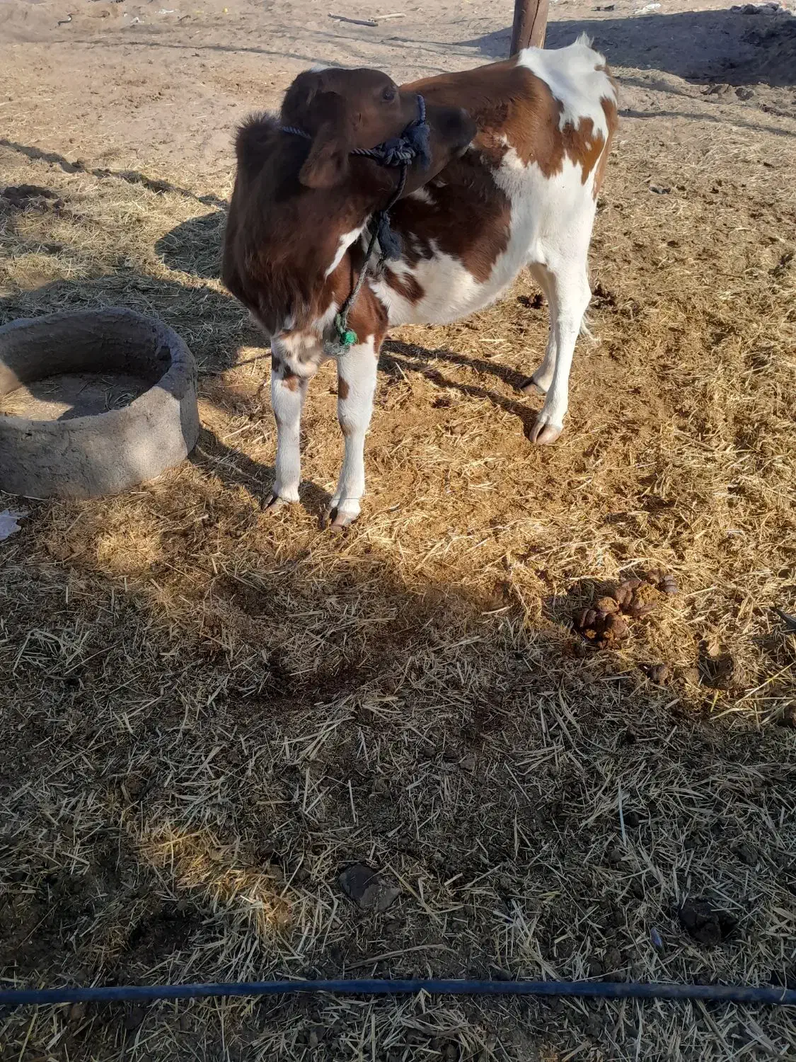 گوساله ماده|حیوانات مزرعه|رودبار (کرمان), |دیوار