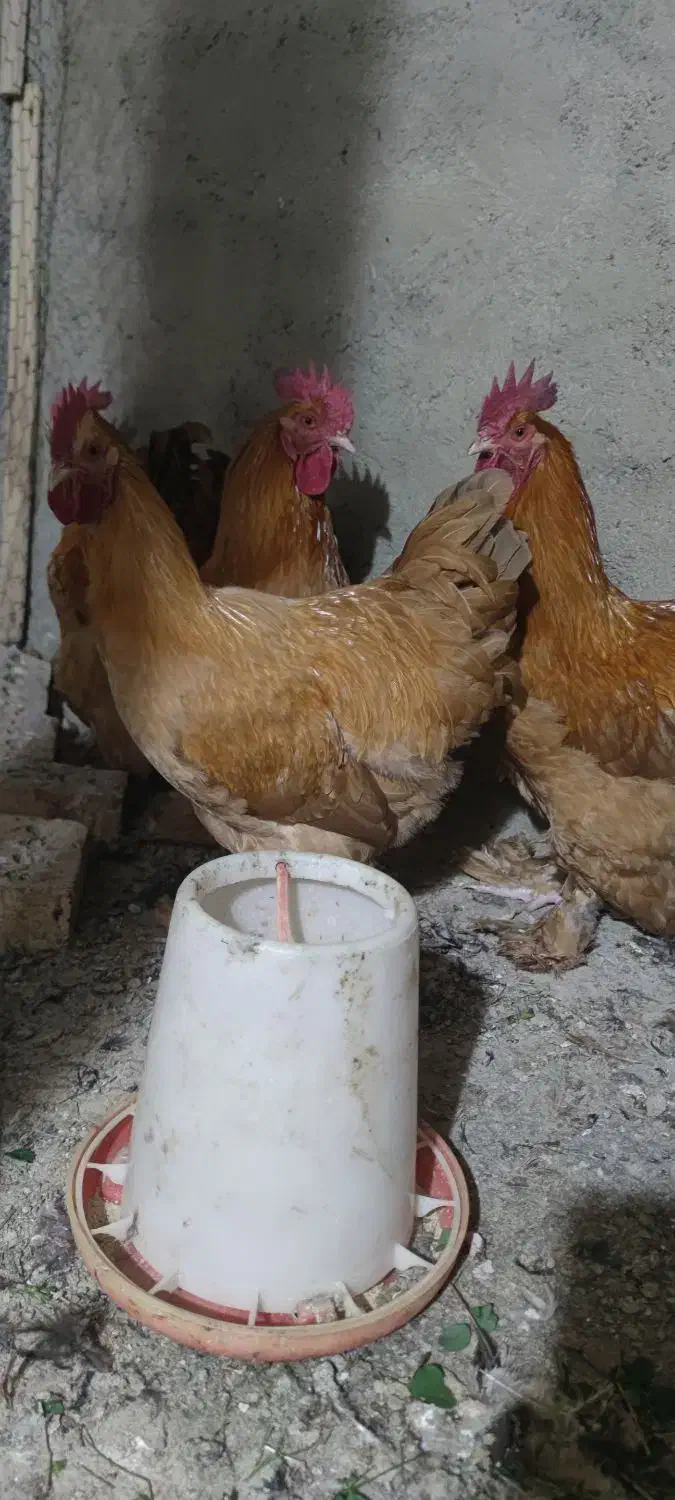 مرغ برهما طلایی|حیوانات مزرعه|مرند, |دیوار