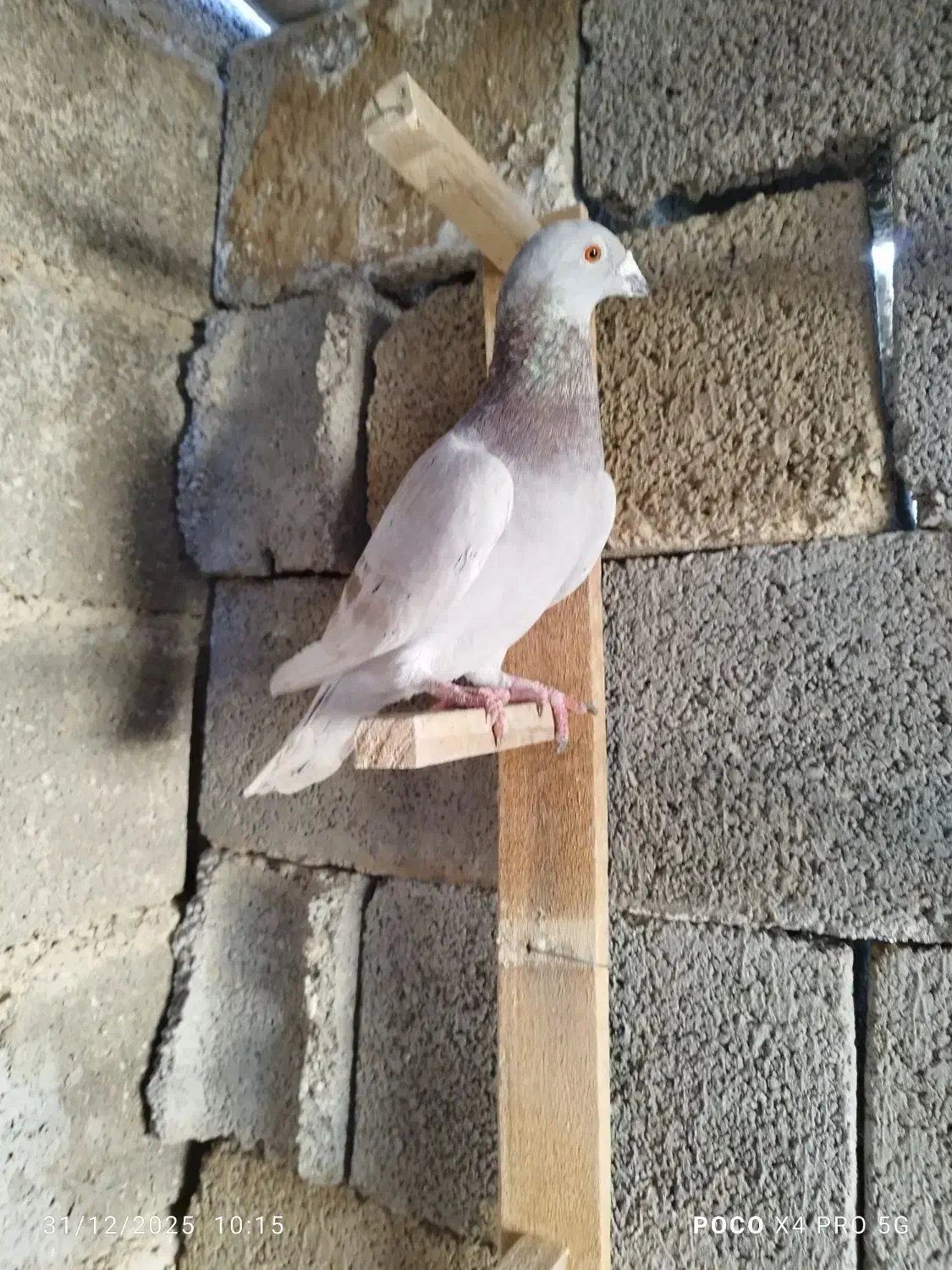 کبوتر|پرنده|برازجان, |دیوار