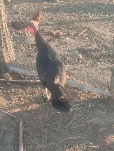 بوقلمون نرمحلی|حیوانات مزرعه|روانسر, |دیوار