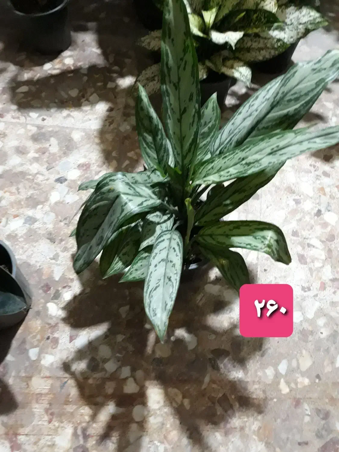 گل و گیاه|گل و گیاه طبیعی|بندر گناوه, |دیوار