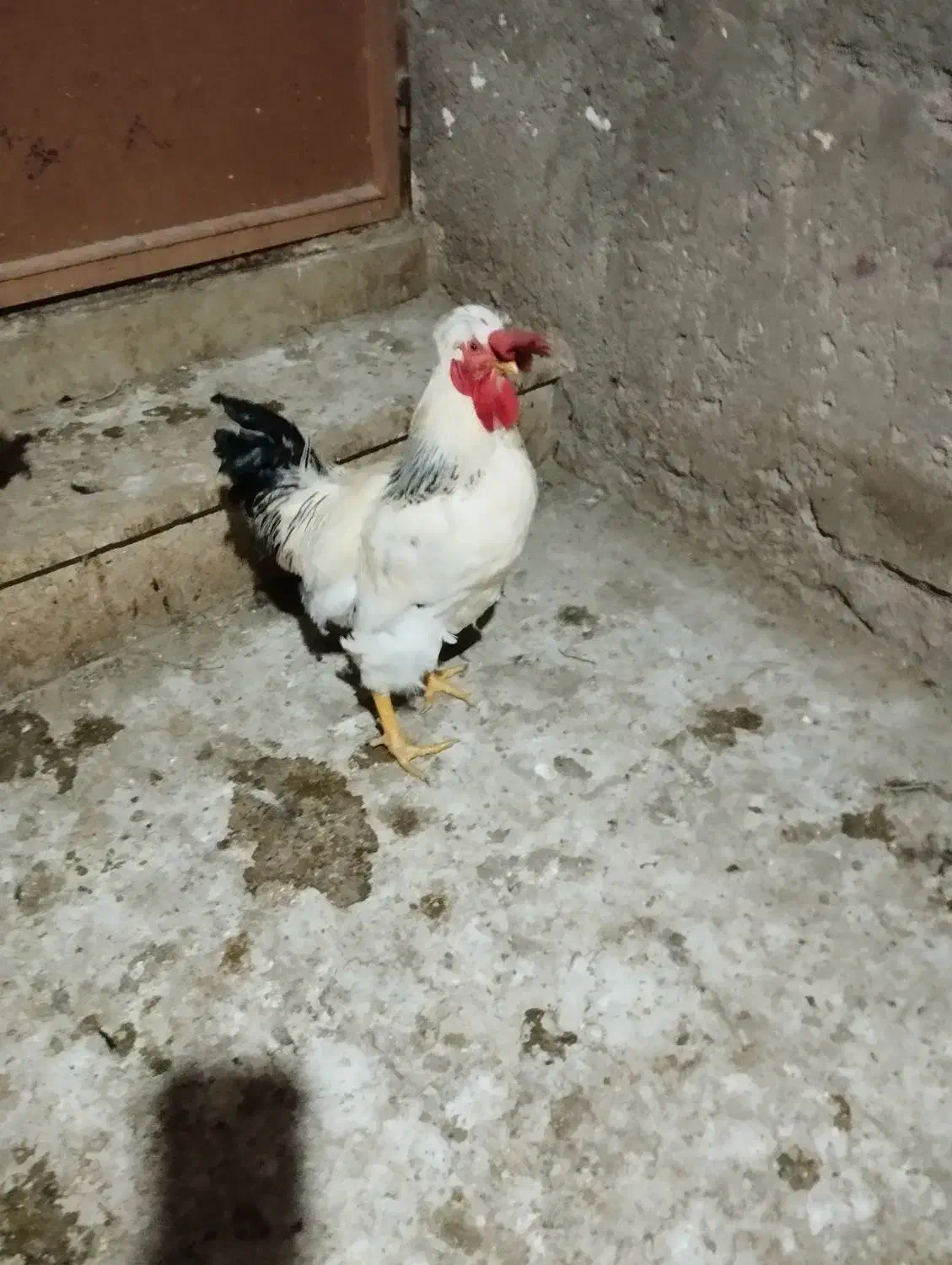 خروس سلطان|حیوانات مزرعه|شاهرود, |دیوار