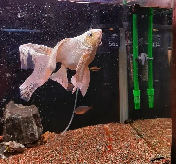 کوی شورت بادی|ماهی|تهران, امیریه|دیوار