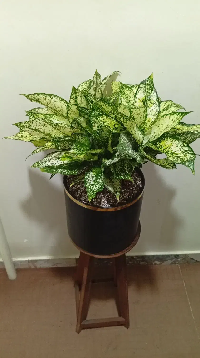 دیفن سعید|گل و گیاه طبیعی|مشهد, کوه سنگی|دیوار