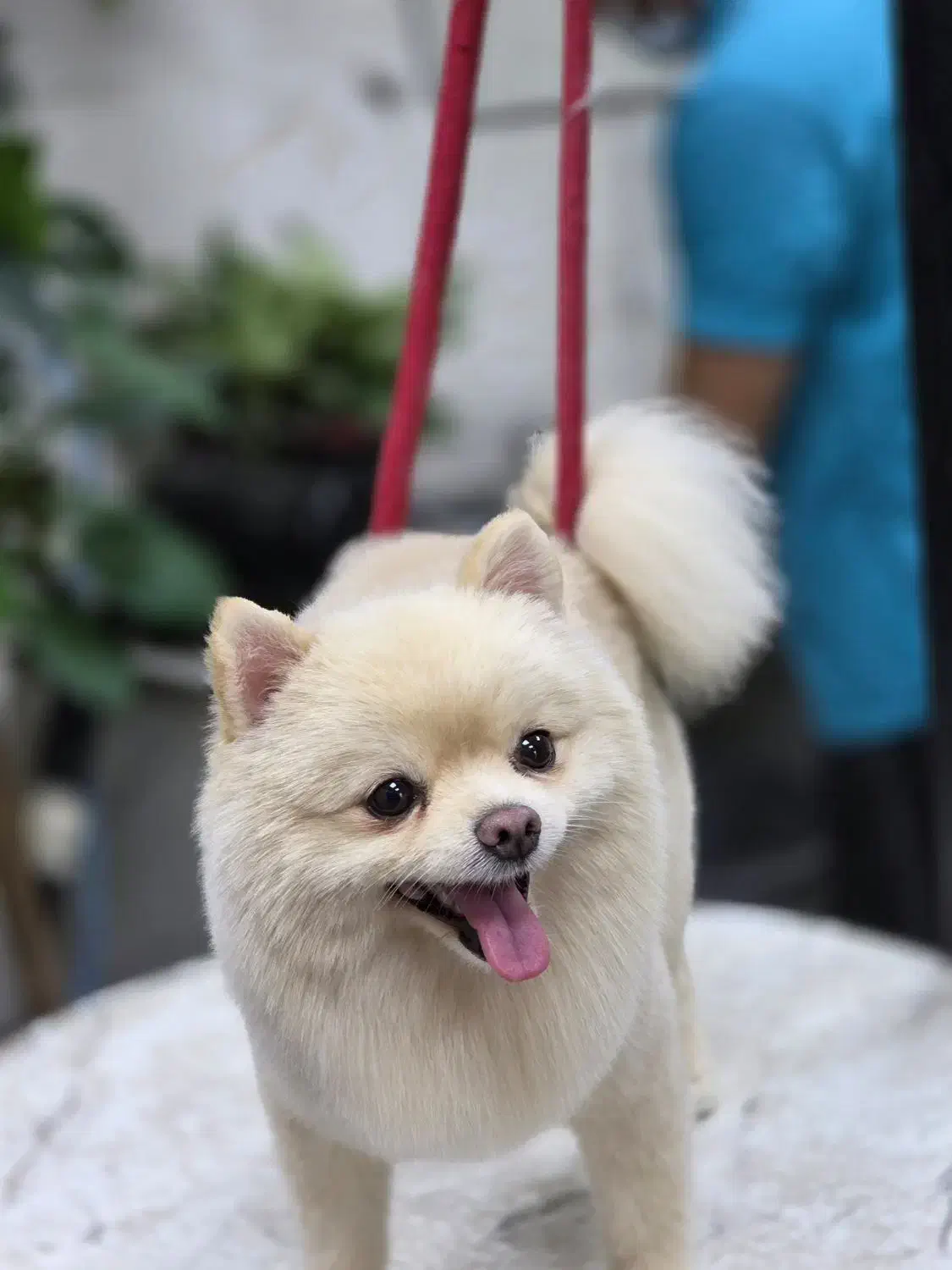 پامرهای عروسکی زیبا|سگ|هشتگرد, شهرک راه آهن|دیوار