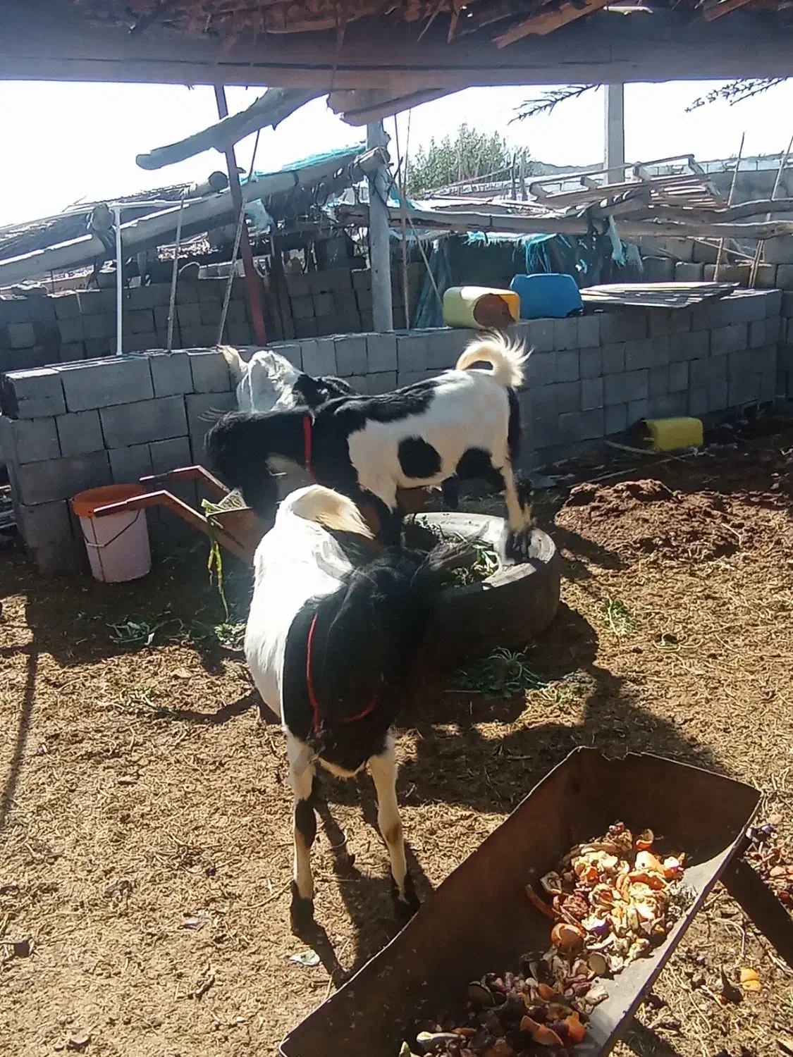 بز پاکستانی|حیوانات مزرعه|میناب, |دیوار