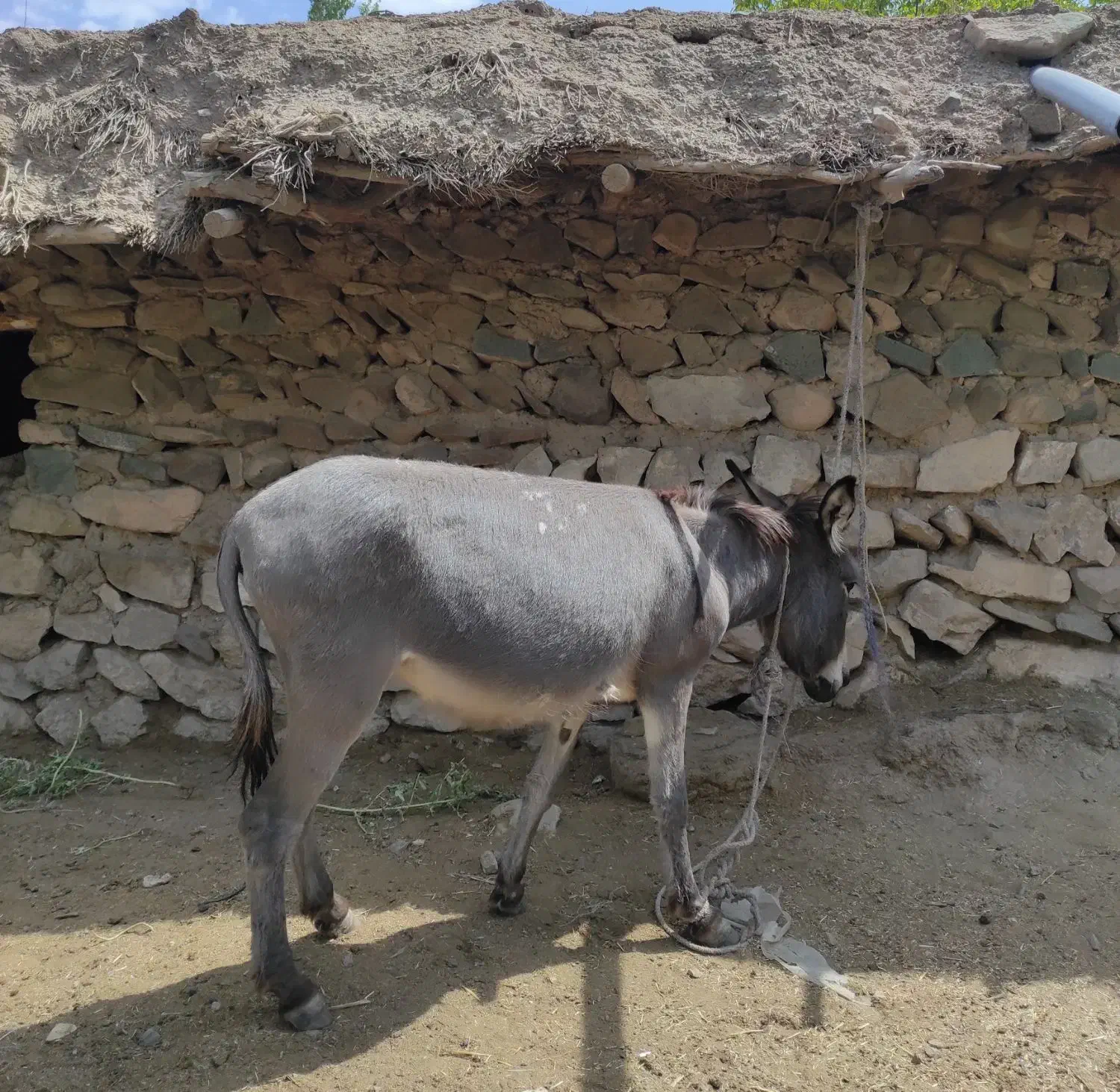 الاغ فروشی|حیوانات مزرعه|بافت, |دیوار