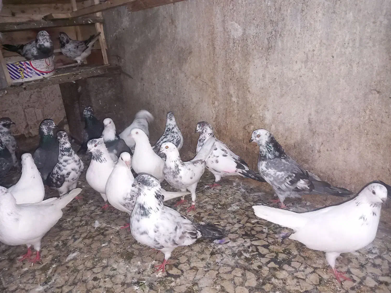 گنجه کبوتر قلمه براجوجه کشی|پرنده|محمودآباد, |دیوار