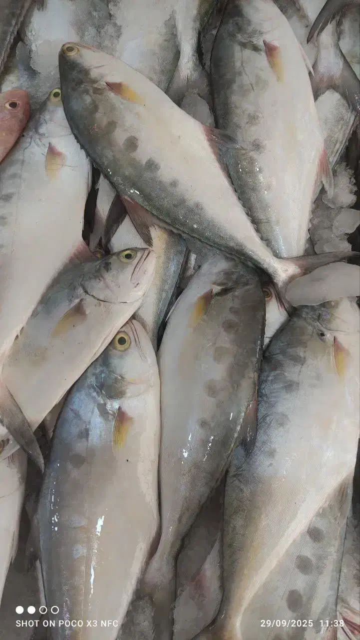 ماهی فروشی ناخدا|خوردنی و آشامیدنی|فولادشهر, B7|دیوار